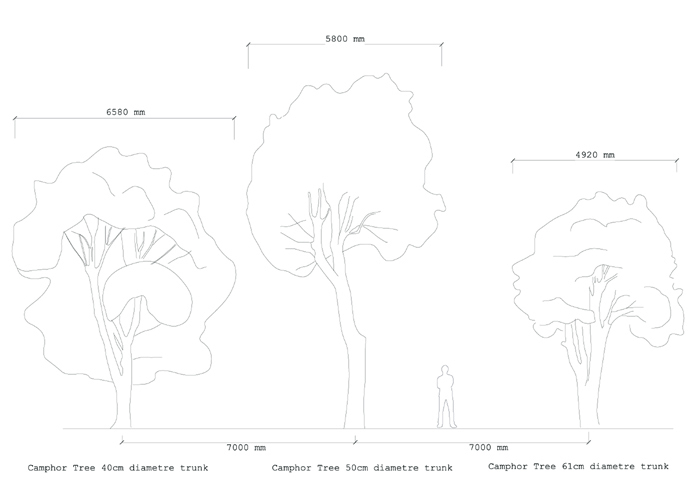 Camphor tree sizes