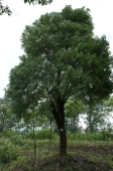Camphor tree3