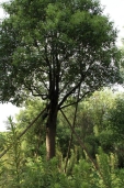 Camphor tree6